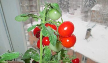 tomato seedlings boosted with