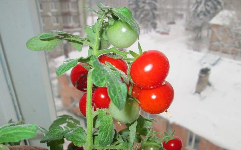 tomato seedlings boosted with