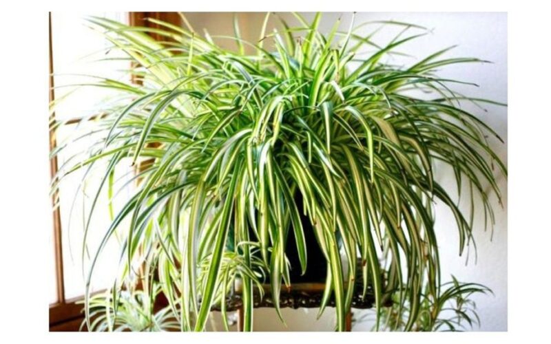 top five air purifiers