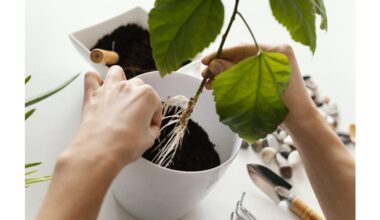 transplanting plants without stress