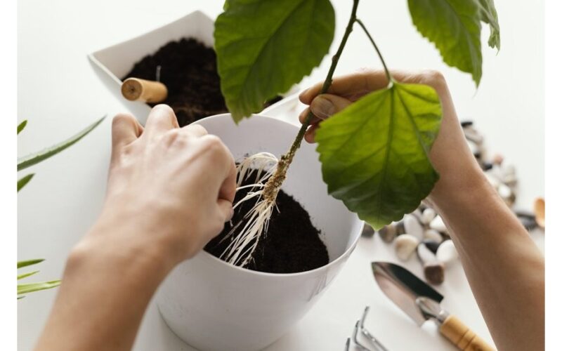 transplanting plants without stress