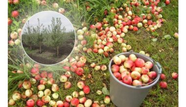 treats scab and moniliasis