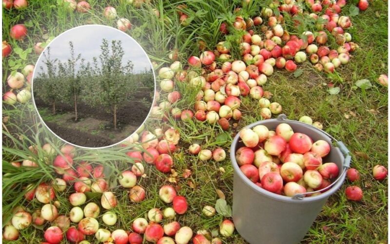 treats scab and moniliasis