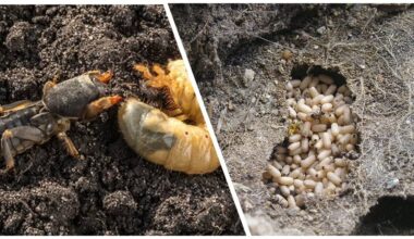 twenty centimeter mole cricket traps