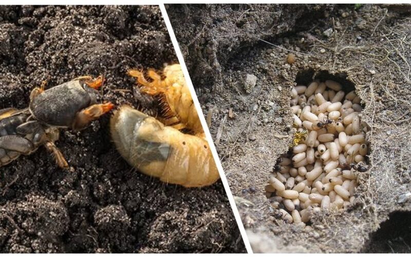 twenty centimeter mole cricket traps