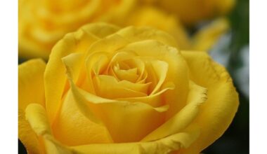 two shovelfuls beneath bush