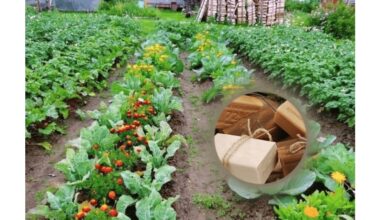 use leftover soap to repel pests