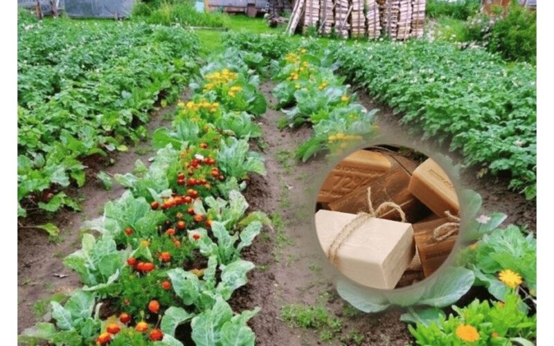 use leftover soap to repel pests