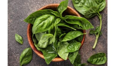 windowsill basil garden secrets