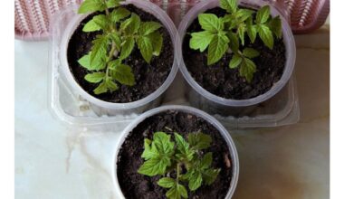 windowsill glass boosts seedlings