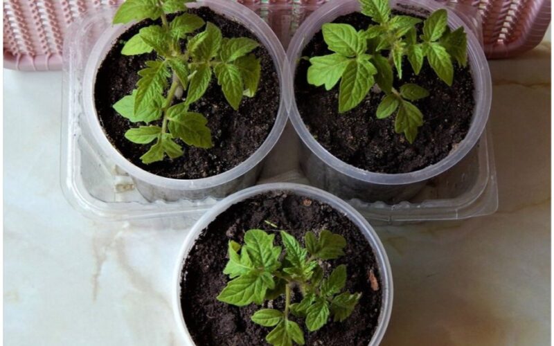 windowsill glass boosts seedlings