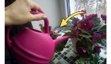 winter houseplant bloom hack