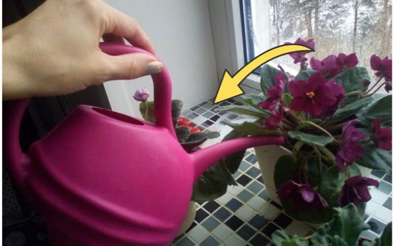 winter houseplant bloom hack