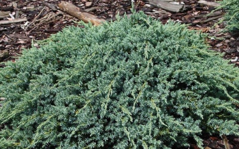 winter only juniper cutting method