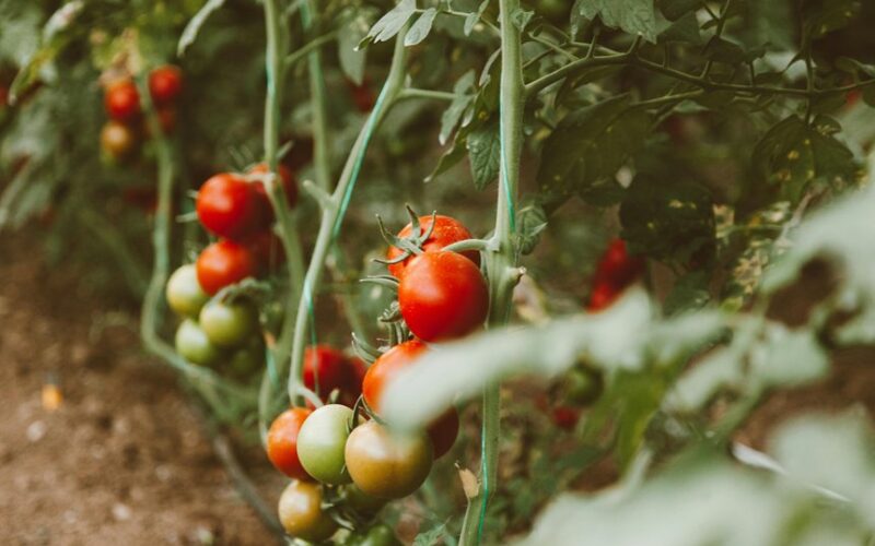 yellow tomato yields 20kg