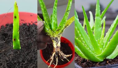aloe finally bloomed after17