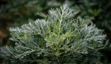 ancient nine strength medicinal herb