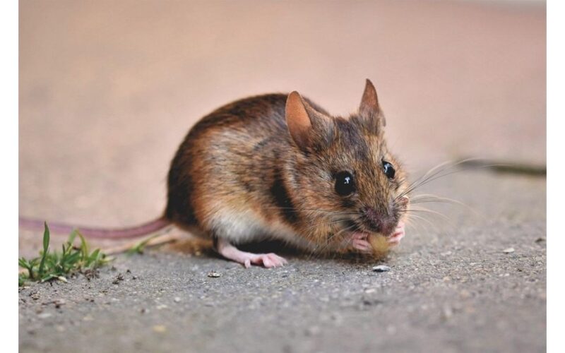 applied spray sealed entry