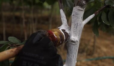 apply cheap mixture trunk wise