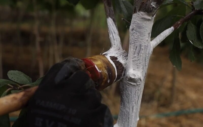 apply cheap mixture trunk wise