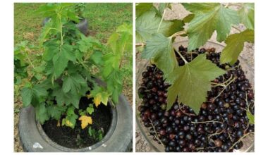 ash handfuls under currants