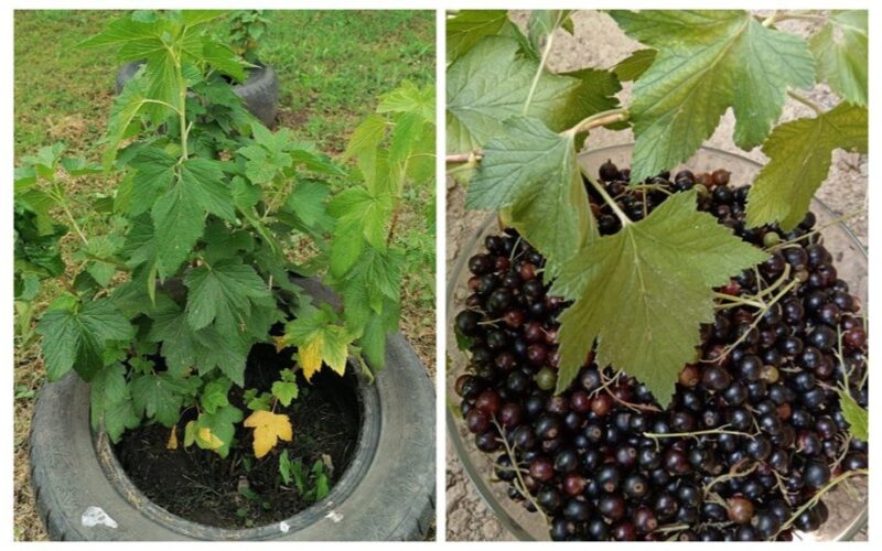 ash handfuls under currants