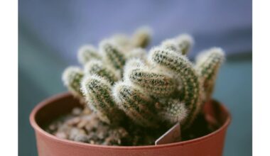 avoid fertilizer for these plants