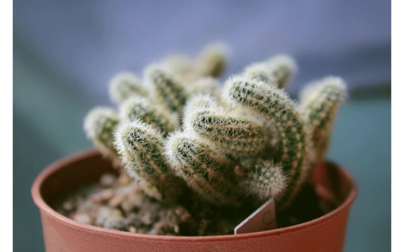 avoid fertilizer for these plants