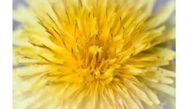 gražūs augalai problemiškas perteklinis augimas