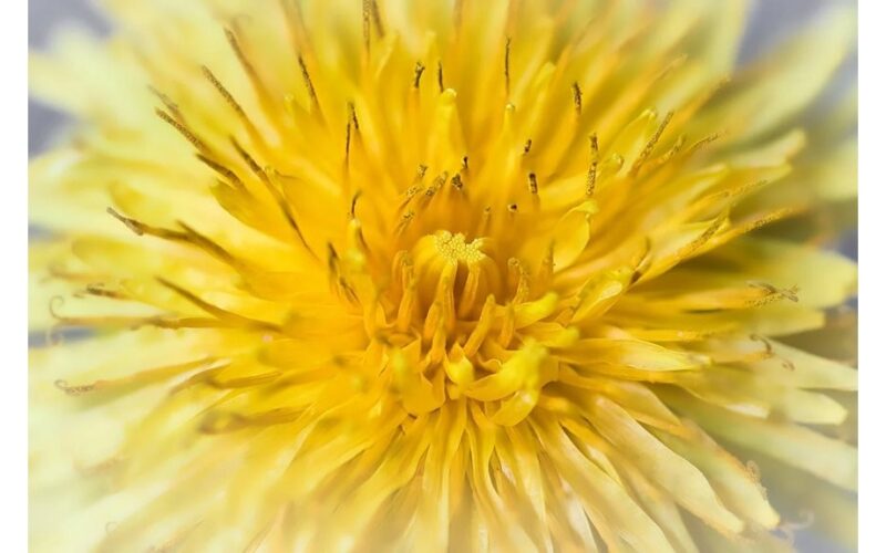 gražūs augalai problemiškas perteklinis augimas