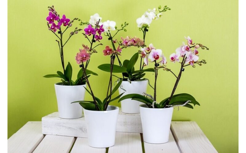 beetroot milk baking soda