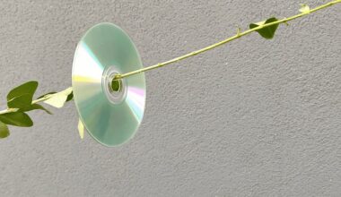 cds hung on branches