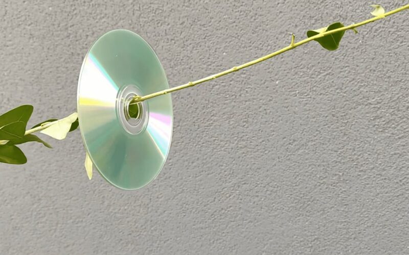 cds hung on branches