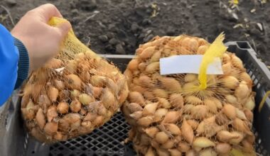 chestnut preserves stored onions