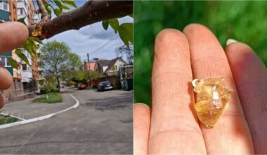 childhood resin from trees