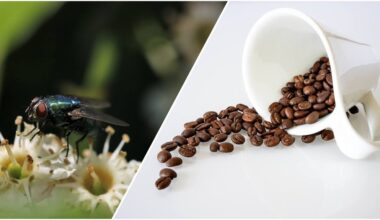 coffee absorbs bathroom odors