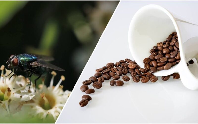 coffee absorbs bathroom odors