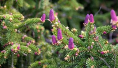 compact evergreen dwarf fir