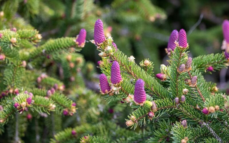 compact evergreen dwarf fir