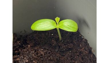 cucumbers in 5 liter pots