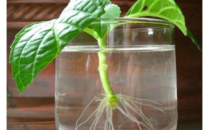 auginiai, įšaknyti vandenyje