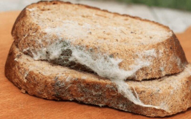 different molds different safety