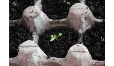 diy seedling pots from trash