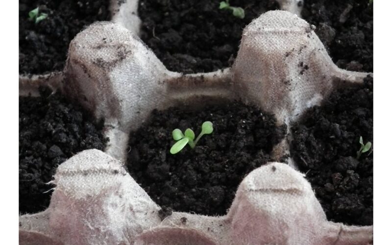 diy seedling pots from trash