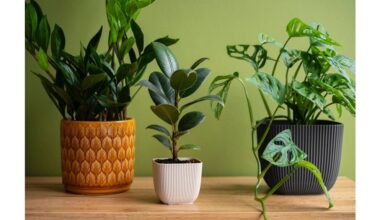 dried stems revived by snow