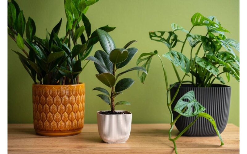 dried stems revived by snow