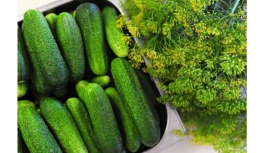 elder s straight cucumber method