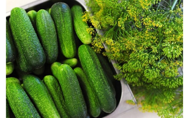 elder s straight cucumber method