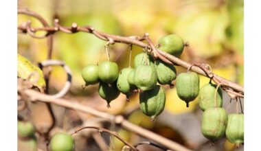 everyone planting unusual crop