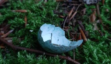 experienced gardener exposes folk fertilizer myths